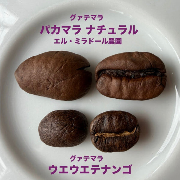 No.247_パカマラ ナチュラルのご紹介