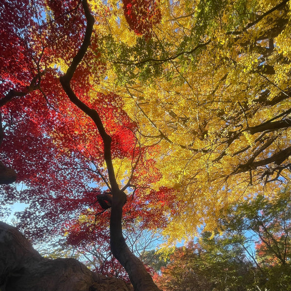 No.250_焙煎と排気